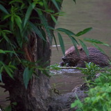 Beavers of Leuven